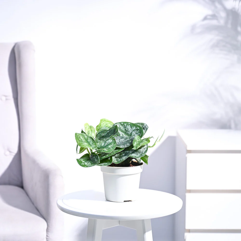 Money Plant Satin - Image 6