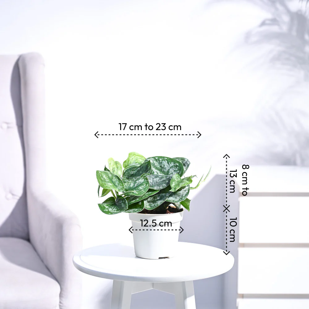 Money Plant Satin - Image 8