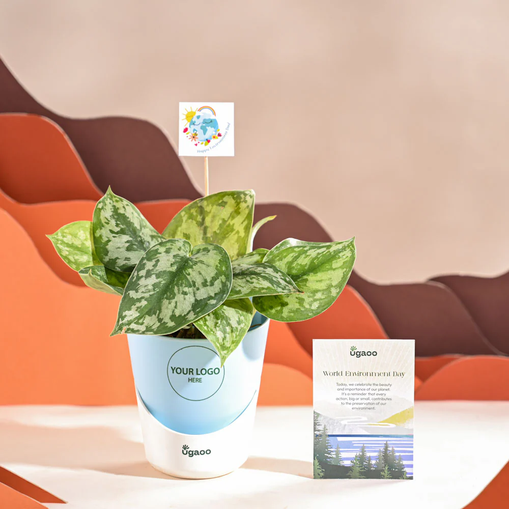 Money Plant Satin For Environment Day Gifting - Image 19
