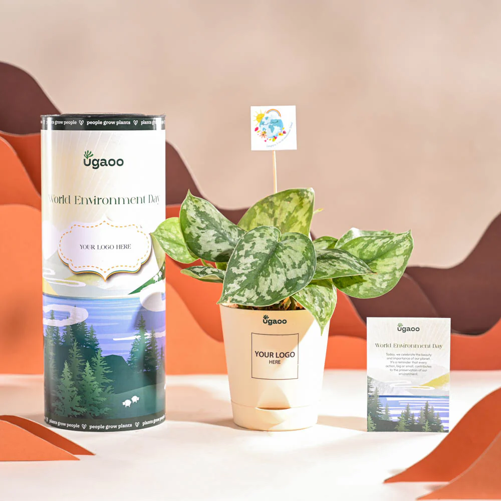 Money Plant Satin For Environment Day Gifting - Image 2