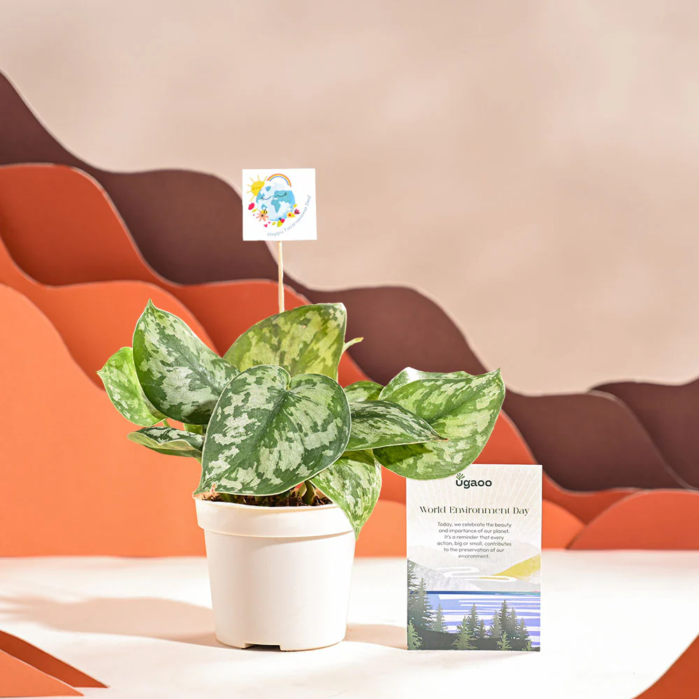 Money Plant Satin For Environment Day Gifting - Image 68