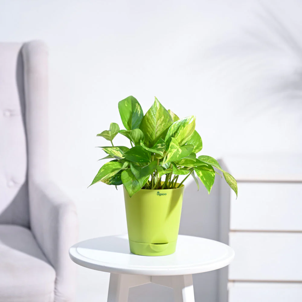 Money Plant Variegated - Image 103