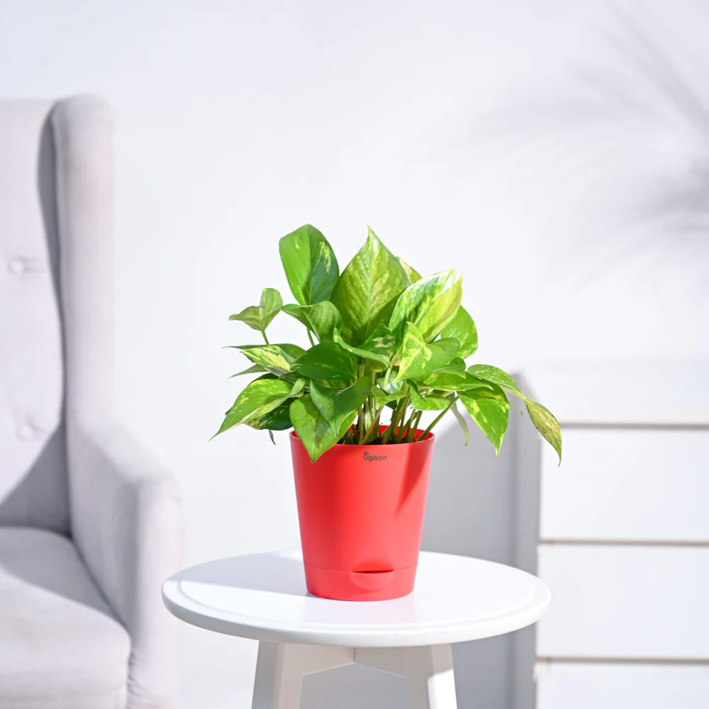 Money Plant Variegated - Image 107