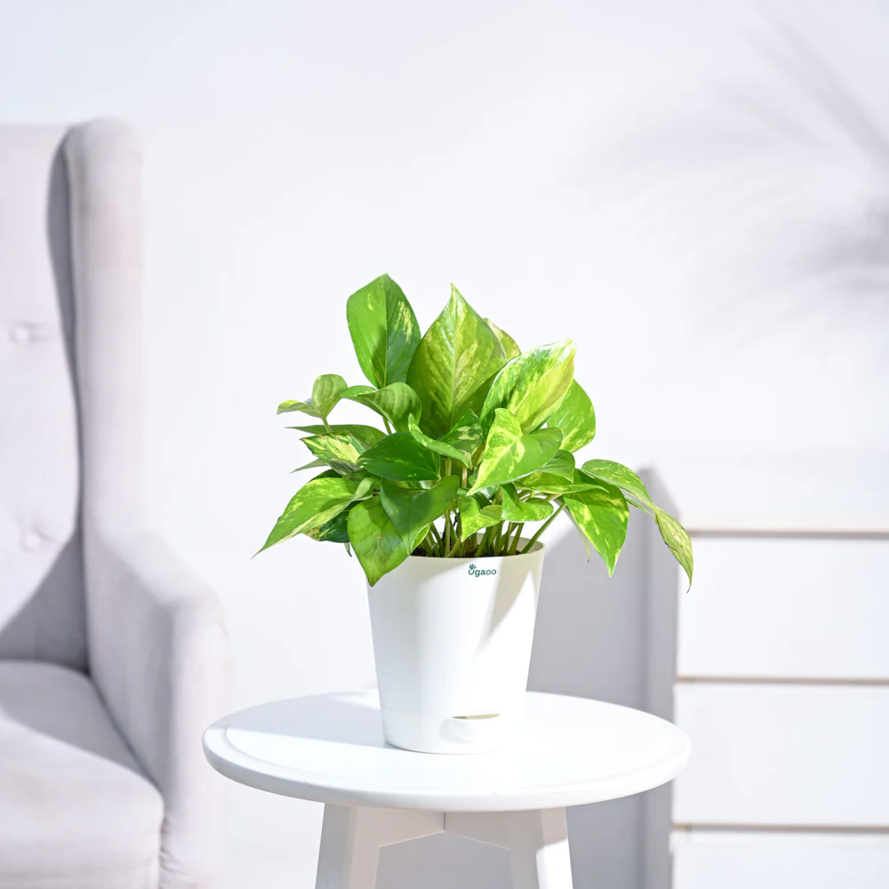 Money Plant Variegated - Image 111