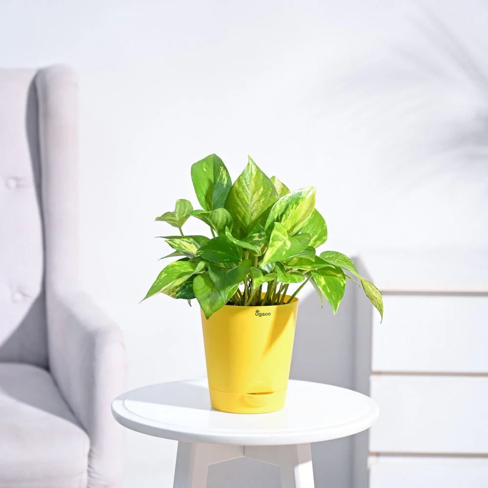 Money Plant Variegated - Image 115