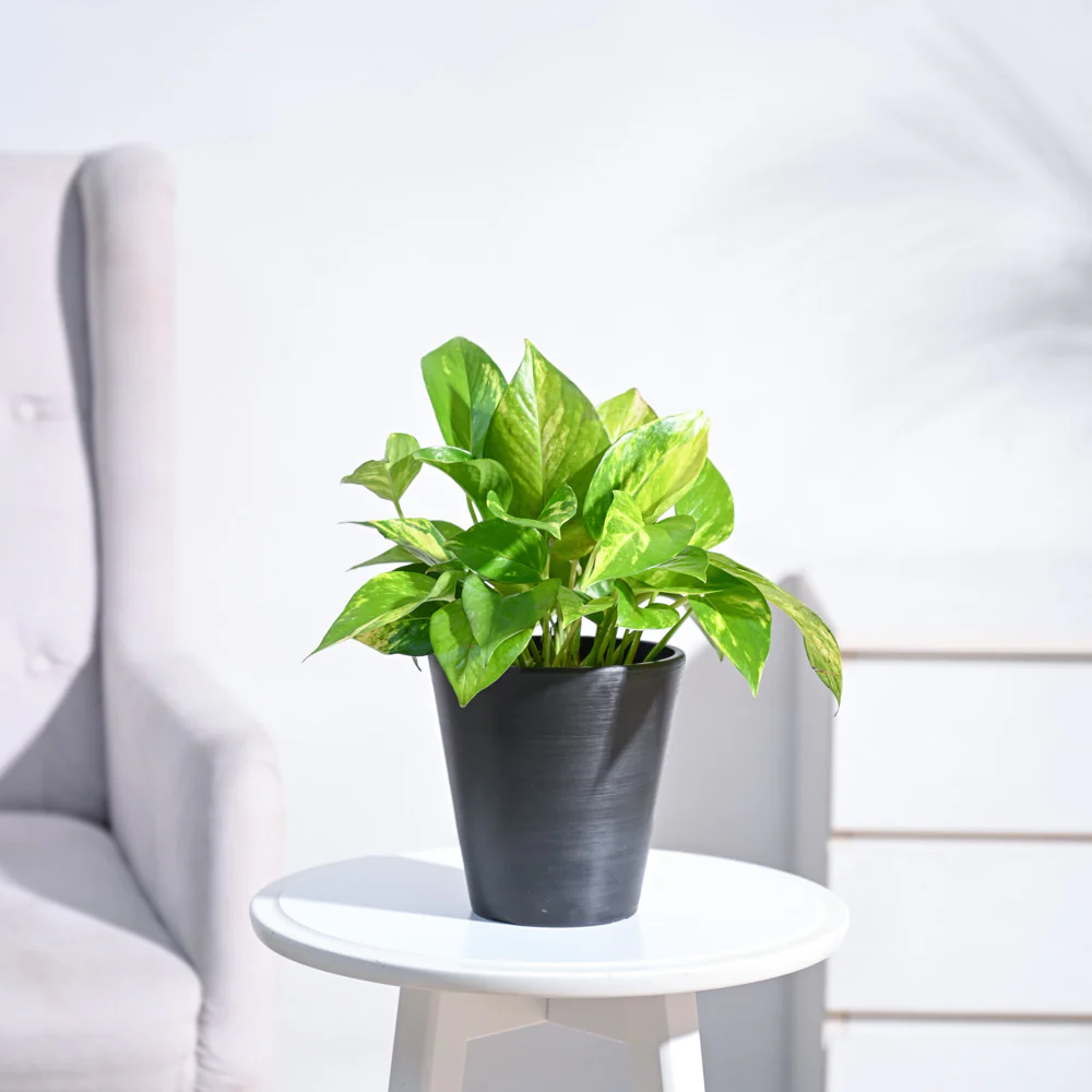 Money Plant Variegated - Image 119