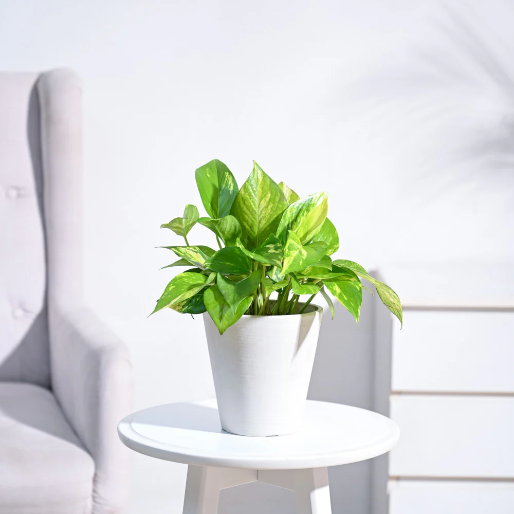 Money Plant Variegated - Image 126