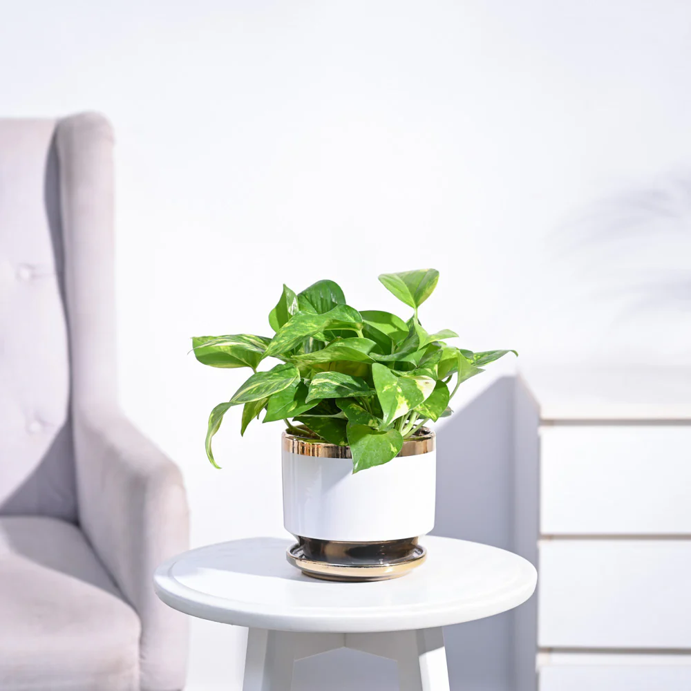 Money Plant Variegated - Image 133