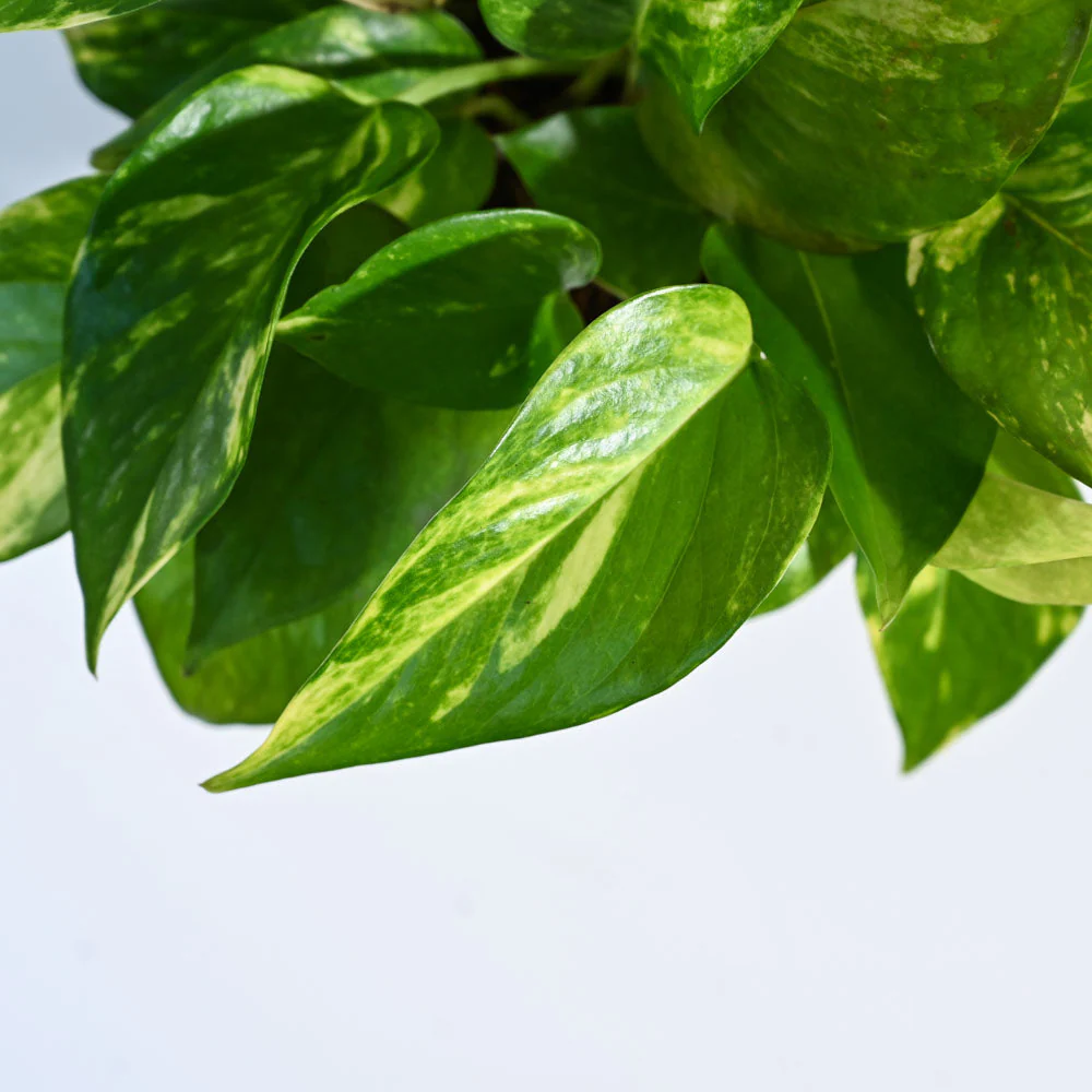 Money Plant Variegated - Image 134