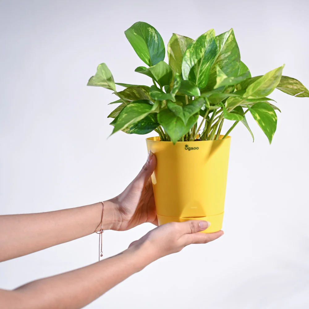 Money Plant Variegated - Image 138
