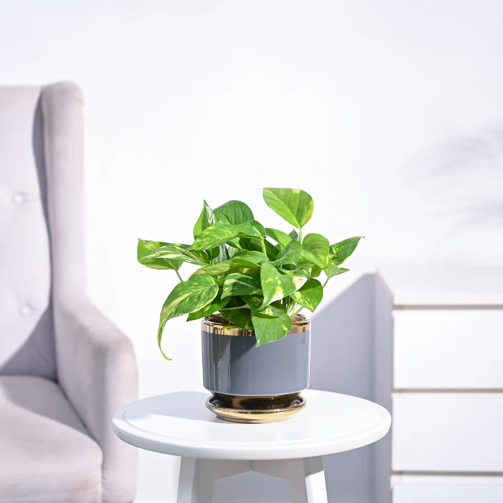 Money Plant Variegated - Image 140