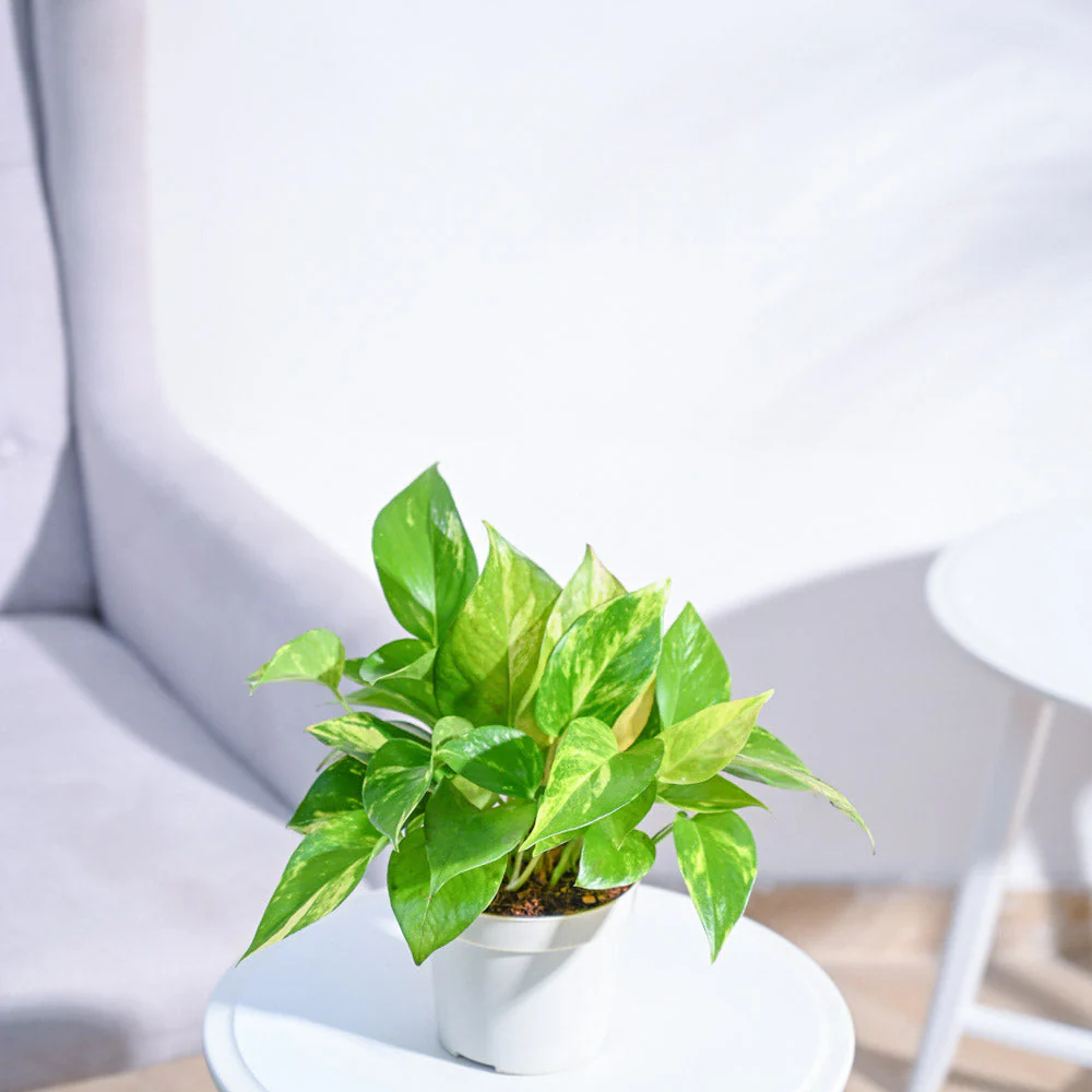 Money Plant Variegated - Image 143