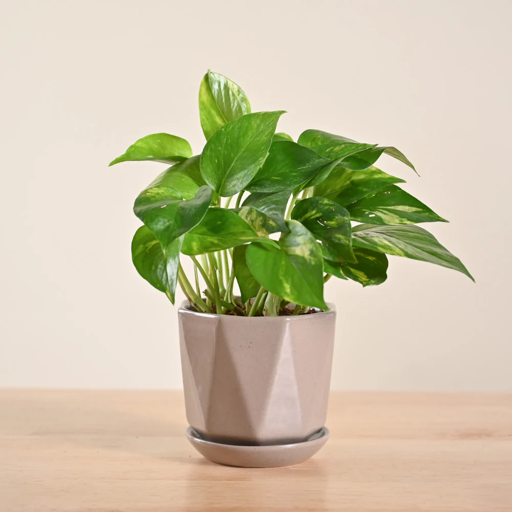 Money Plant Variegated - Image 144