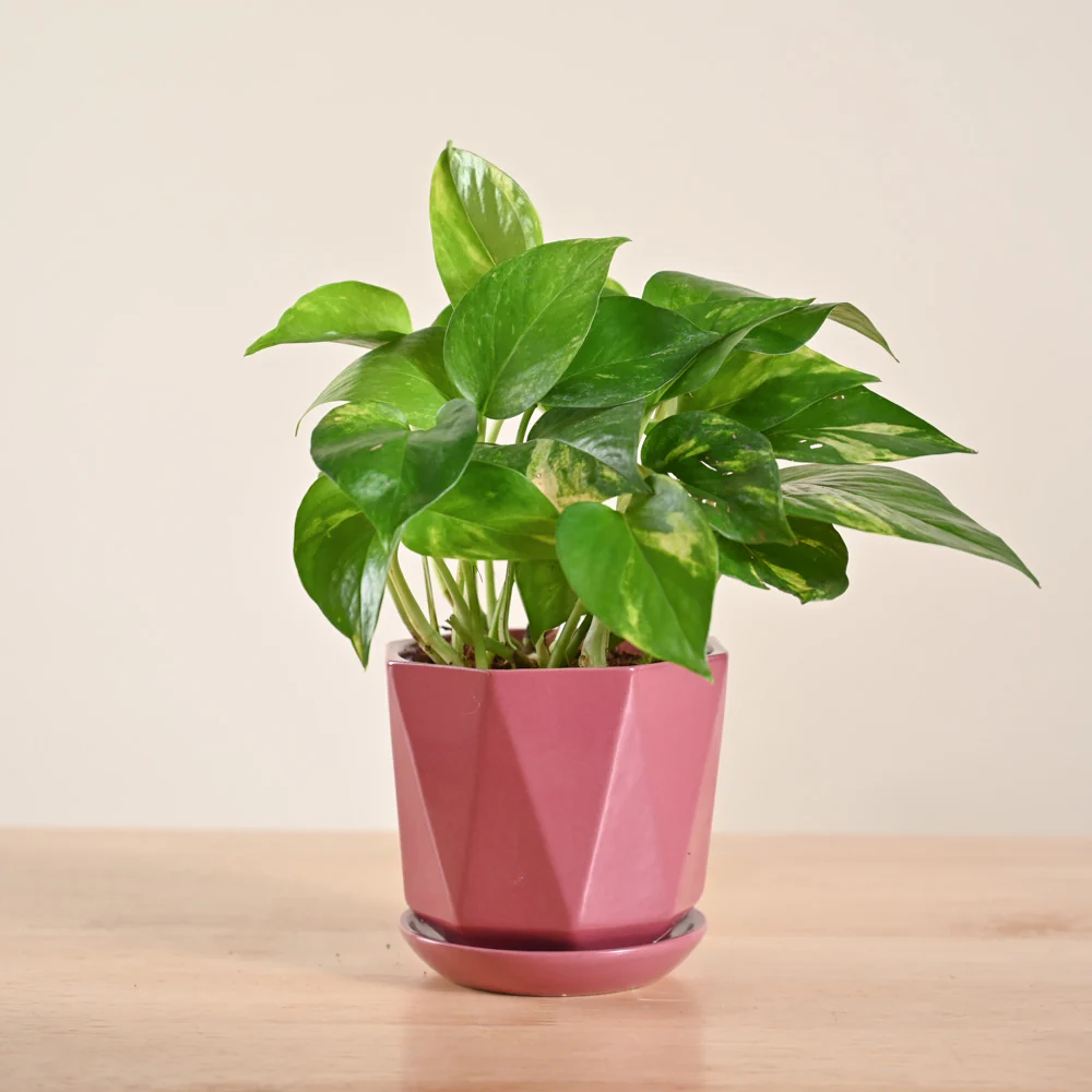 Money Plant Variegated - Image 146