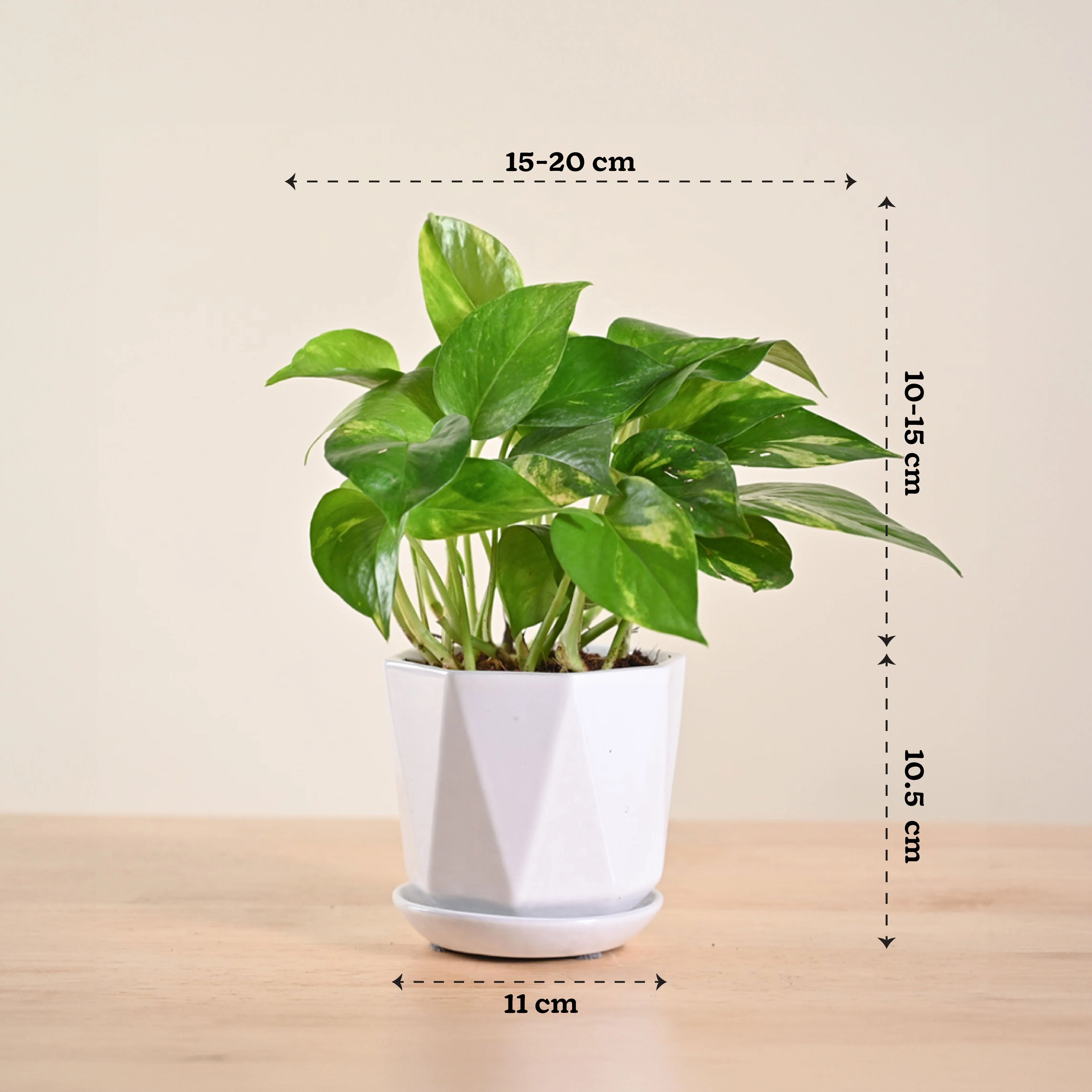 Money Plant Variegated - Image 147