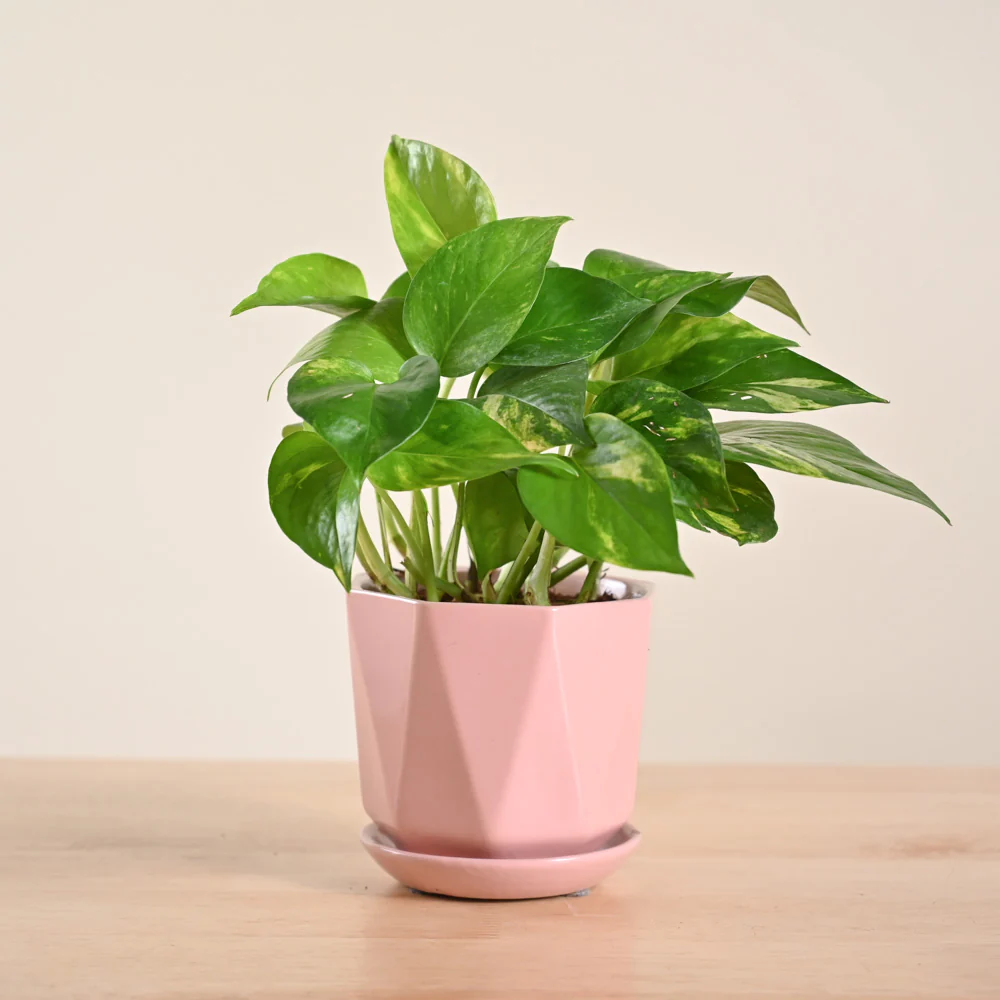 Money Plant Variegated - Image 148