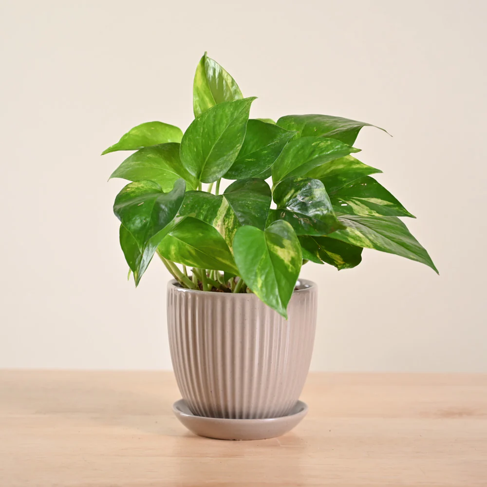 Money Plant Variegated - Image 152