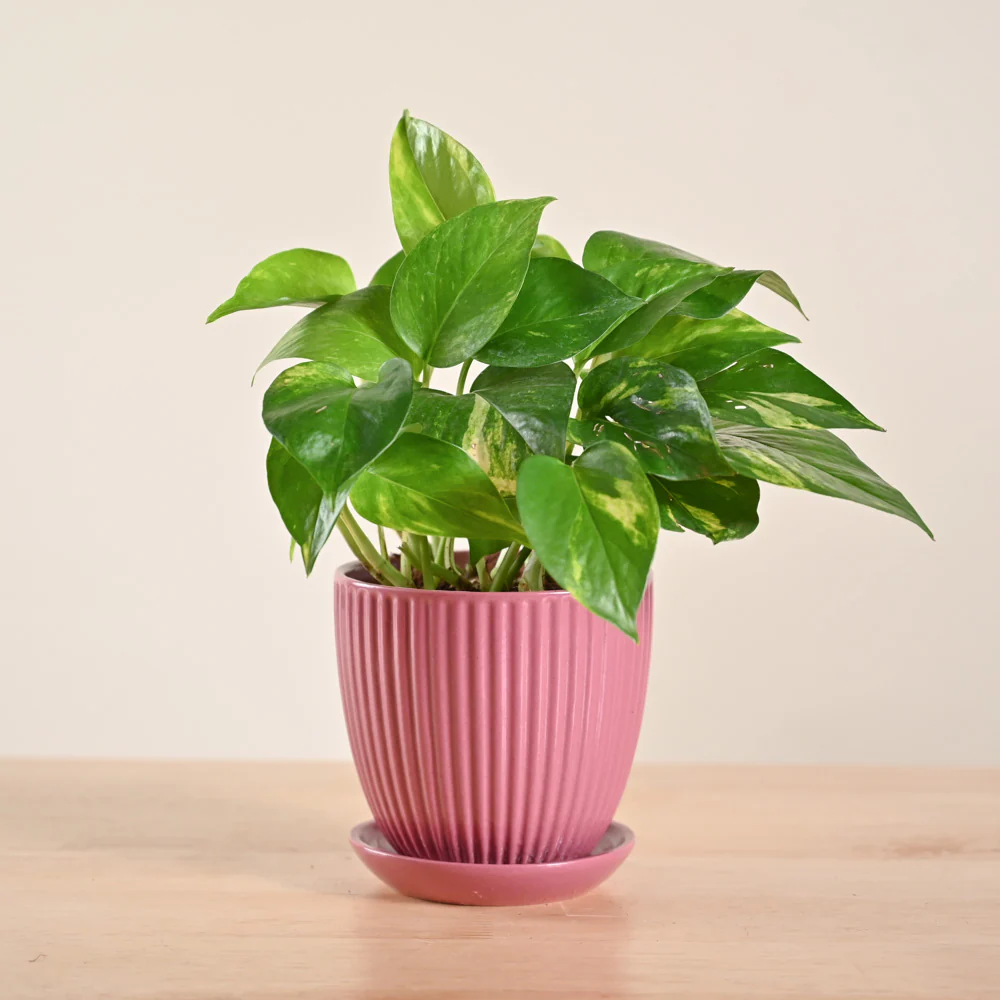 Money Plant Variegated - Image 154