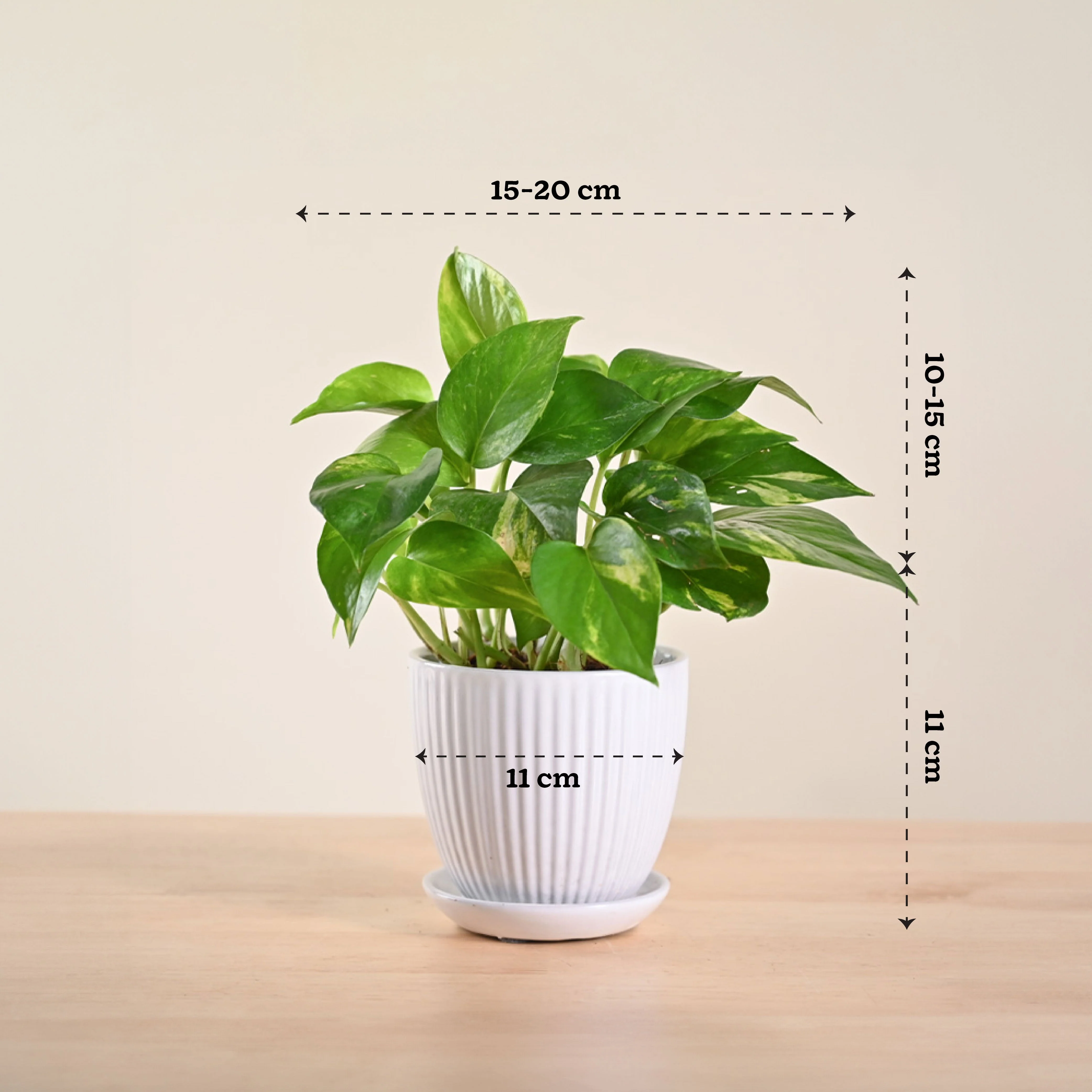 Money Plant Variegated - Image 155