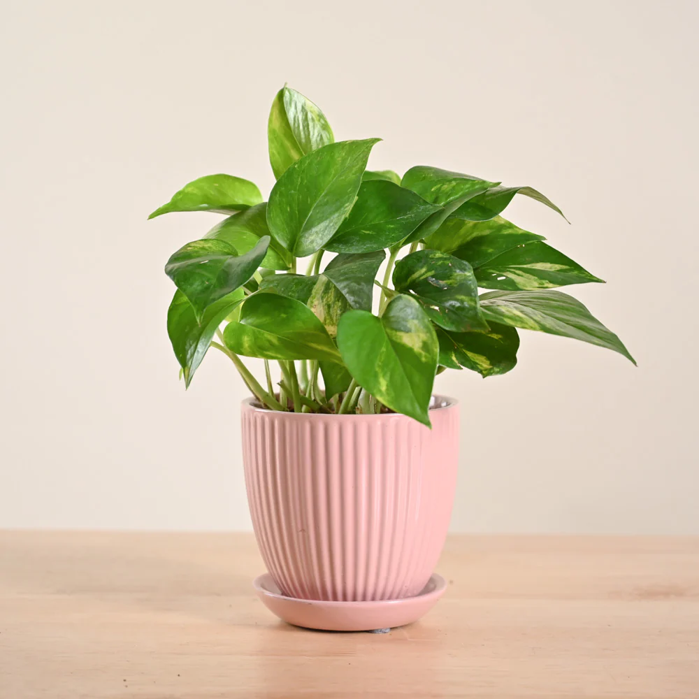 Money Plant Variegated - Image 156