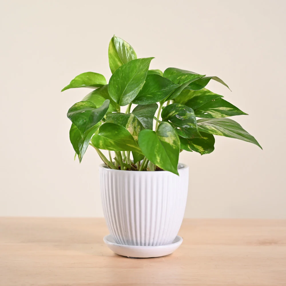 Money Plant Variegated - Image 158