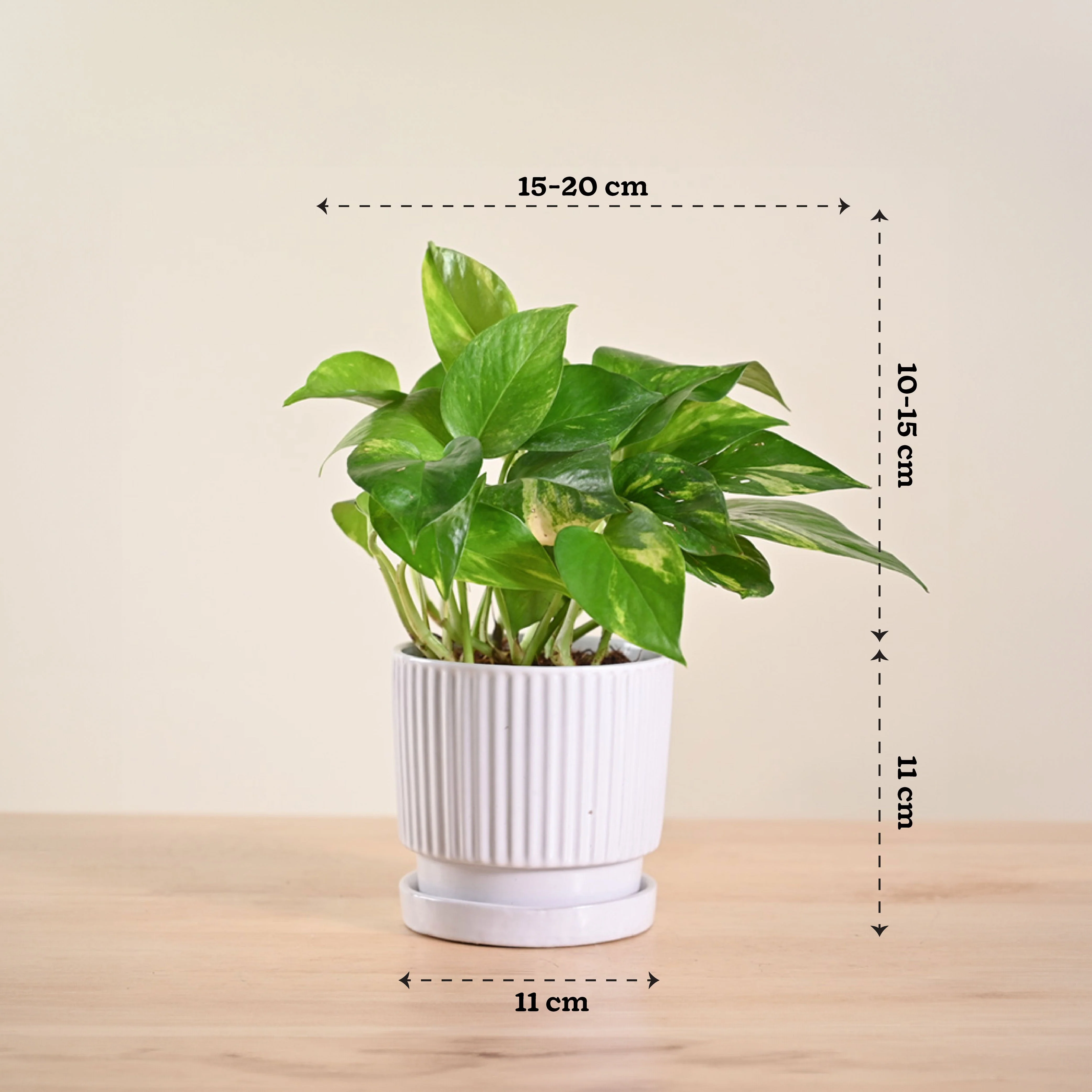 Money Plant Variegated - Image 161