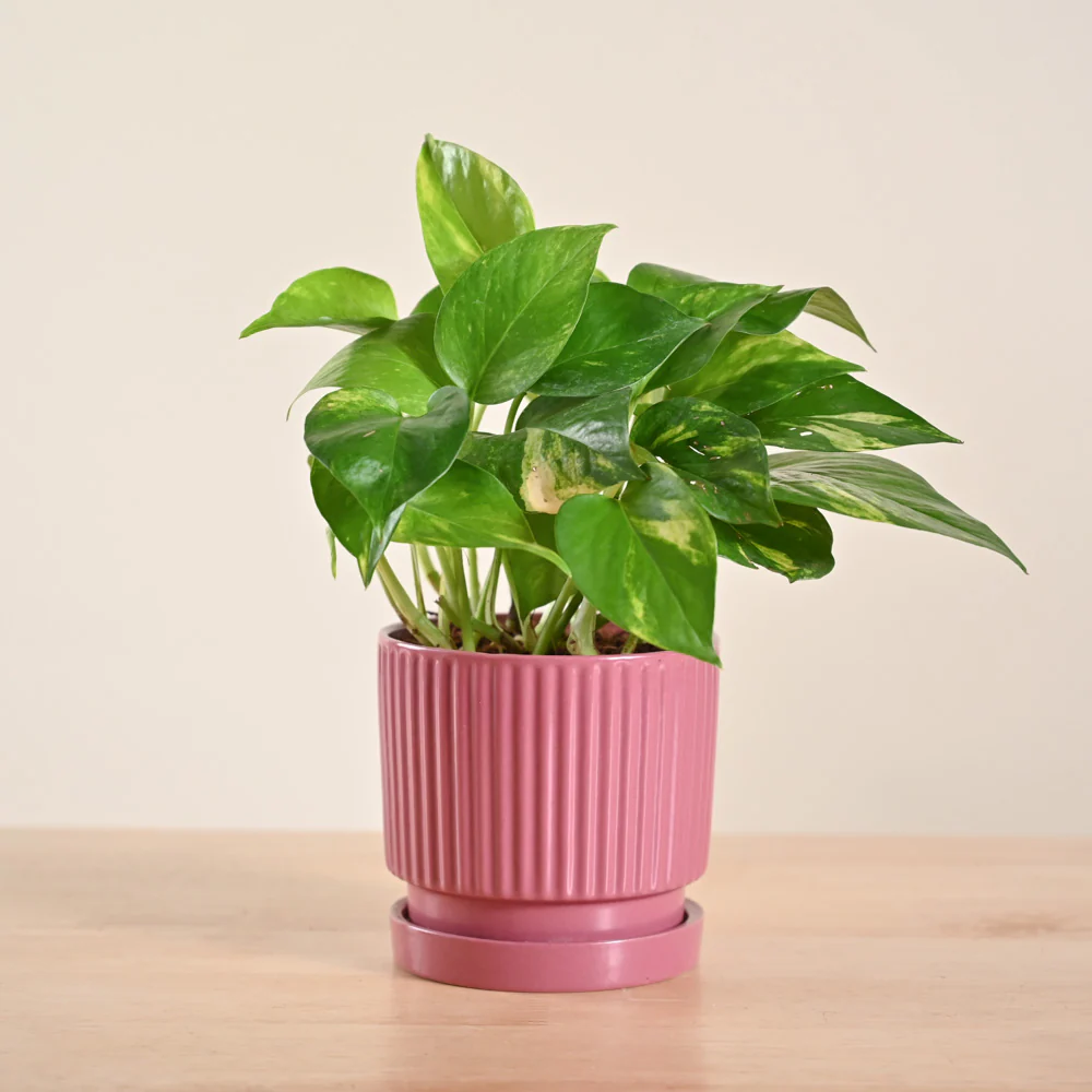 Money Plant Variegated - Image 164
