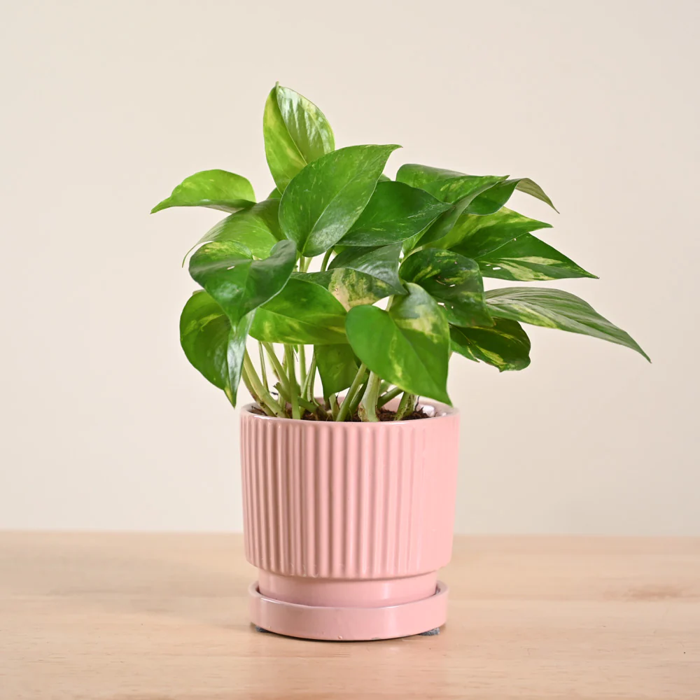 Money Plant Variegated - Image 166