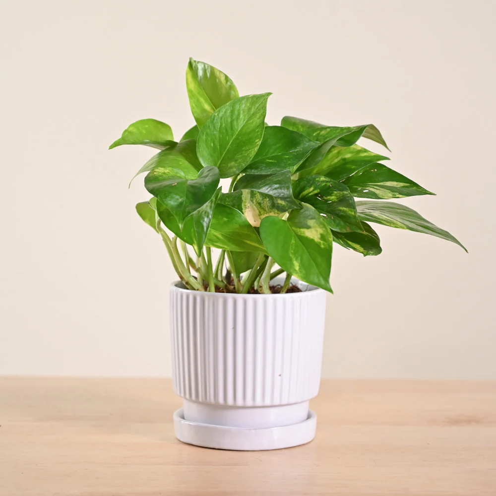 Money Plant Variegated - Image 168