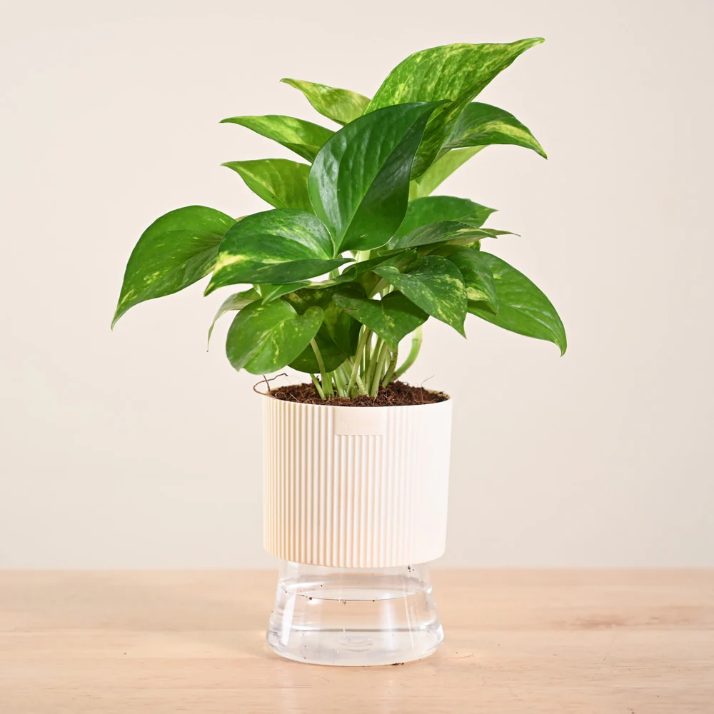Money Plant Variegated - Image 170