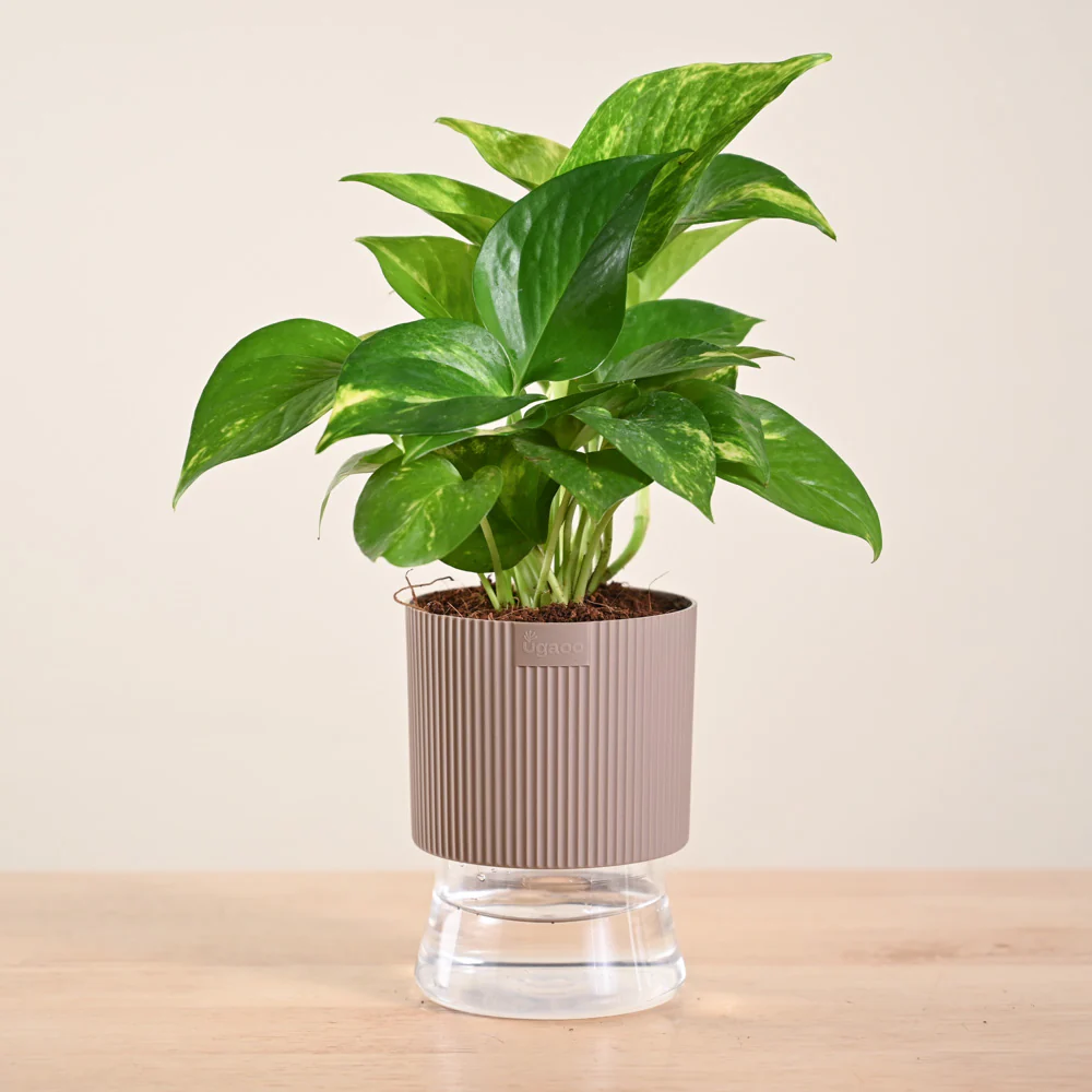 Money Plant Variegated - Image 172