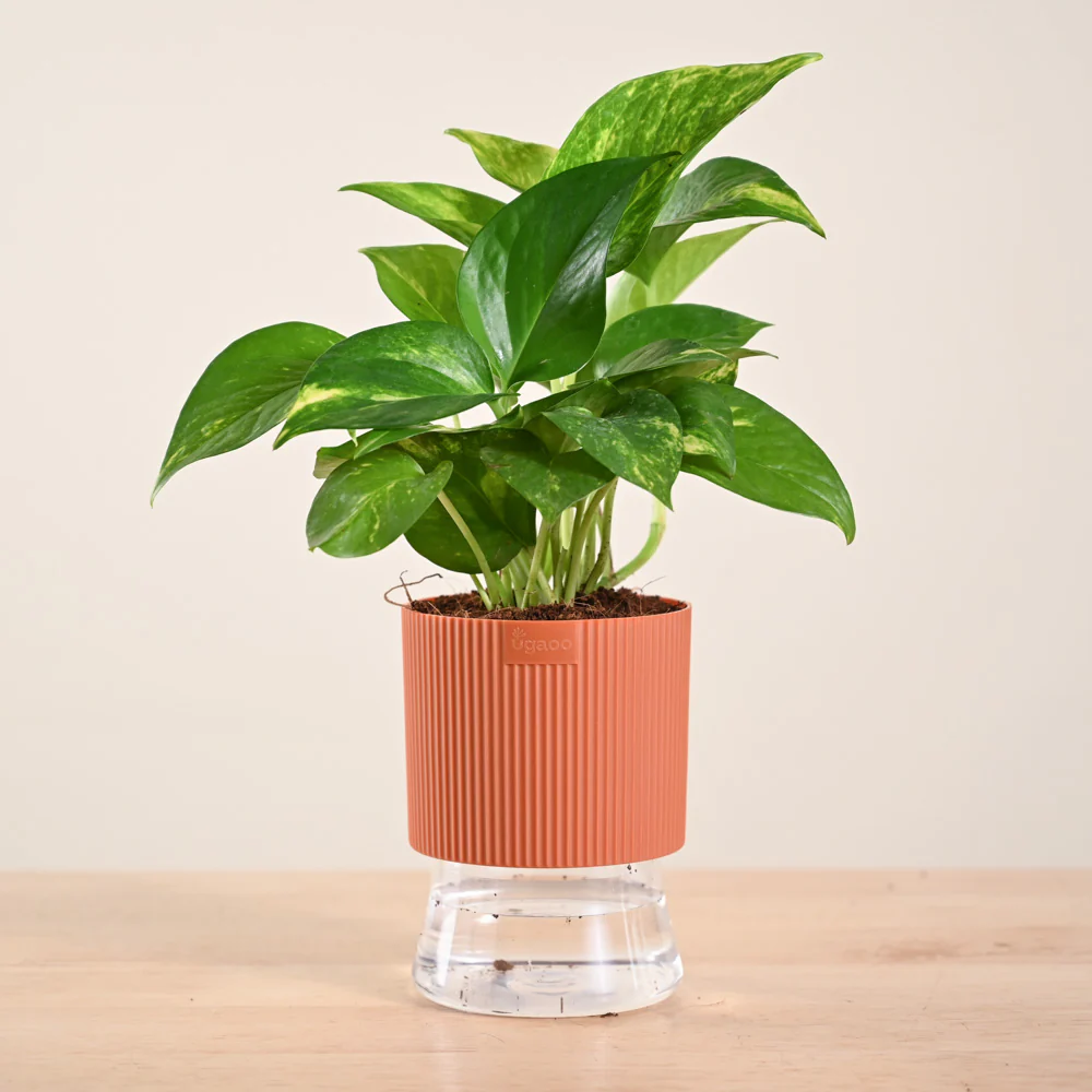 Money Plant Variegated - Image 174