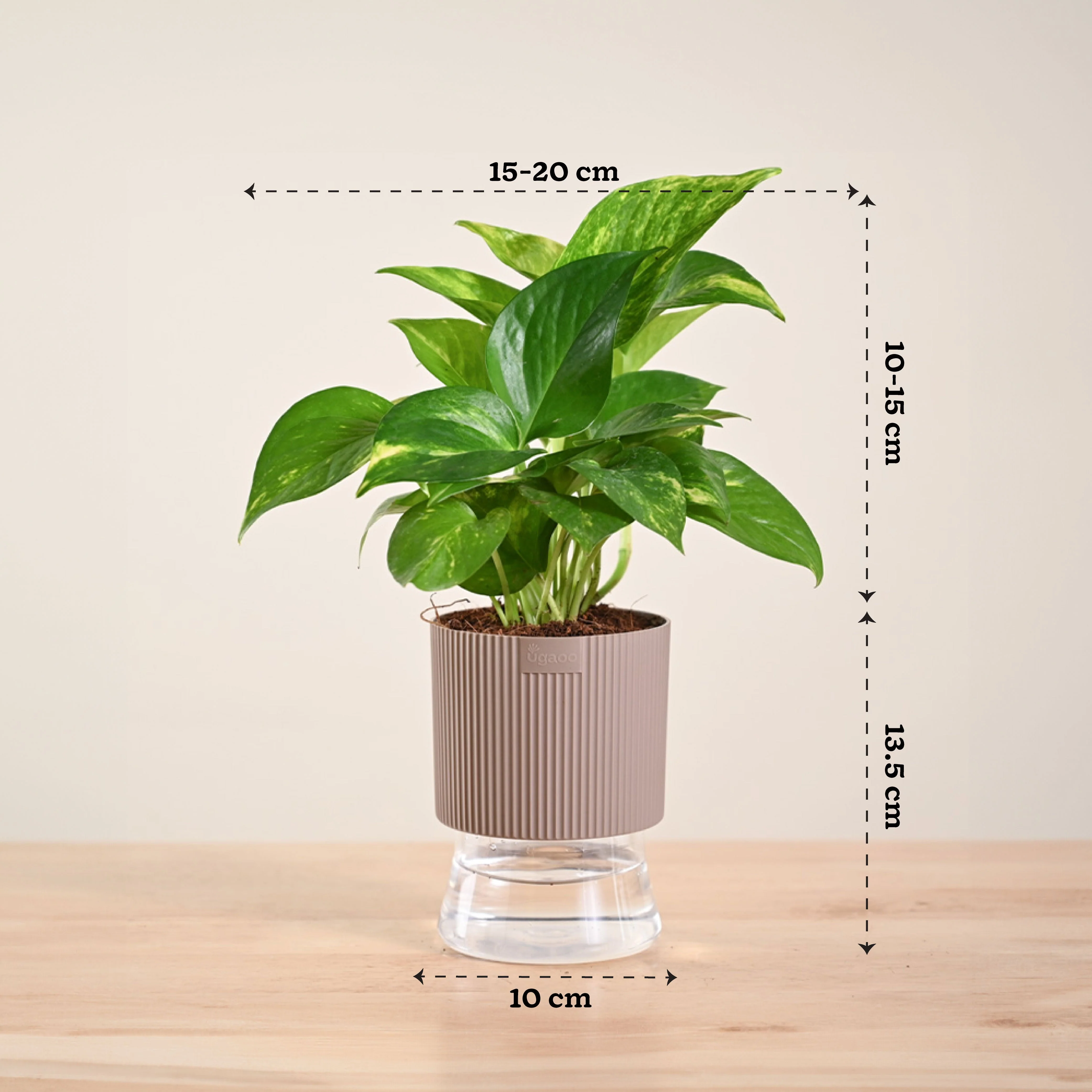Money Plant Variegated - Image 175