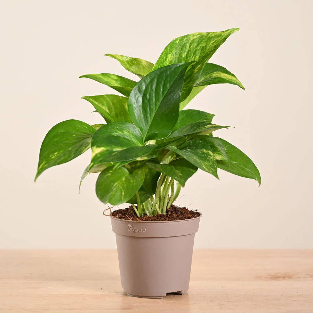 Money Plant Variegated - Image 176