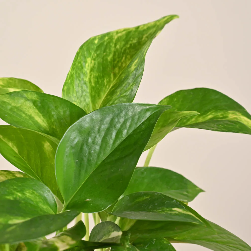 Money Plant Variegated - Image 177