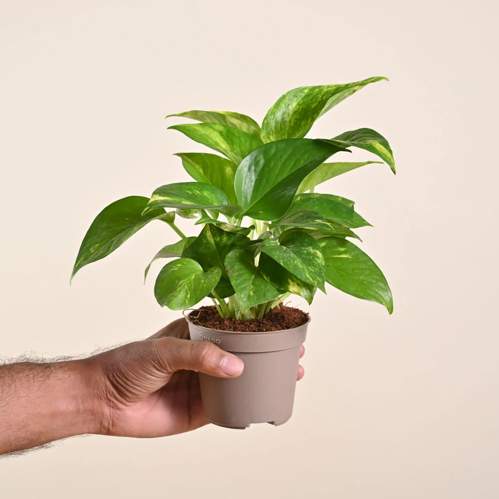 Money Plant Variegated - Image 178