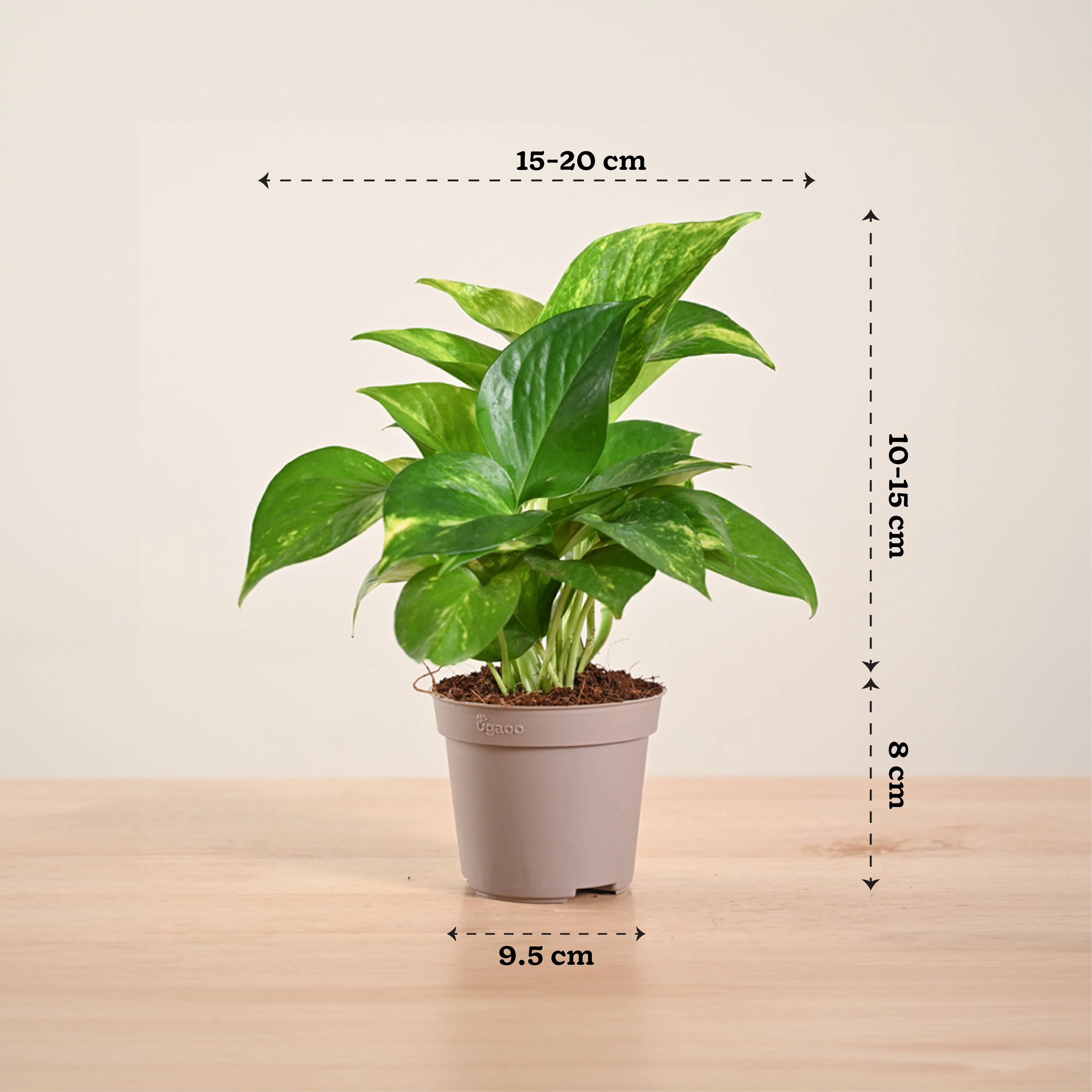 Money Plant Variegated - Image 179