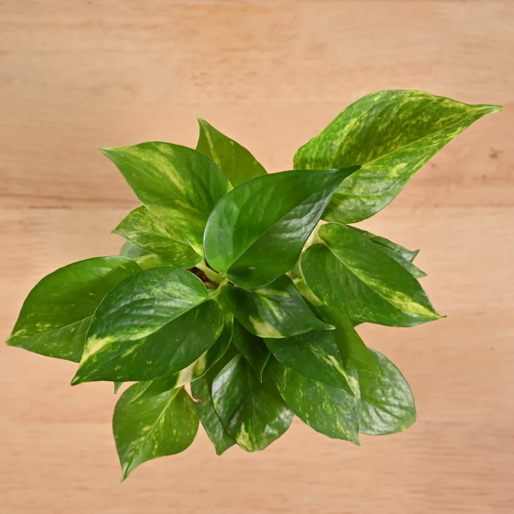 Money Plant Variegated - Image 180