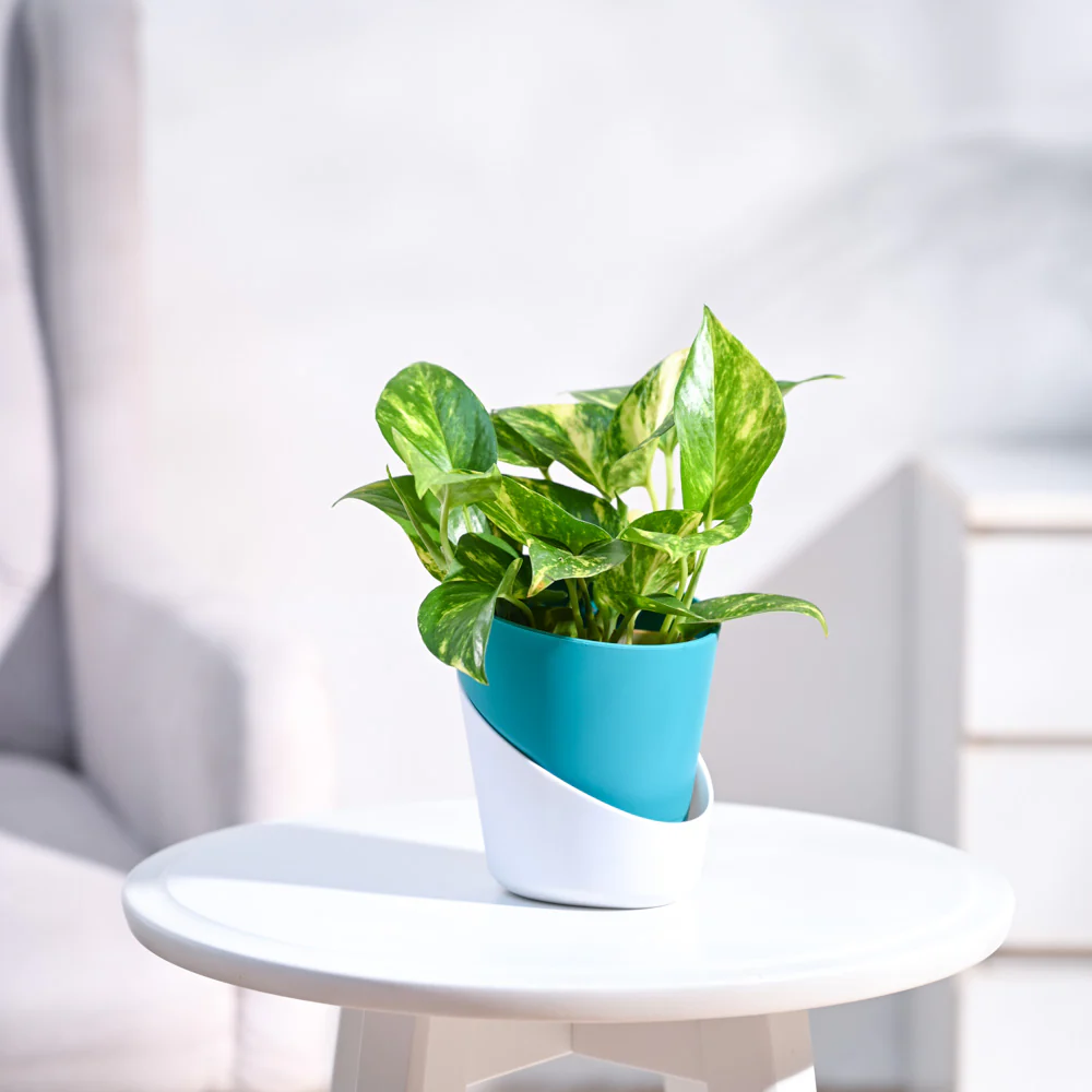 Money Plant Variegated - Image 21