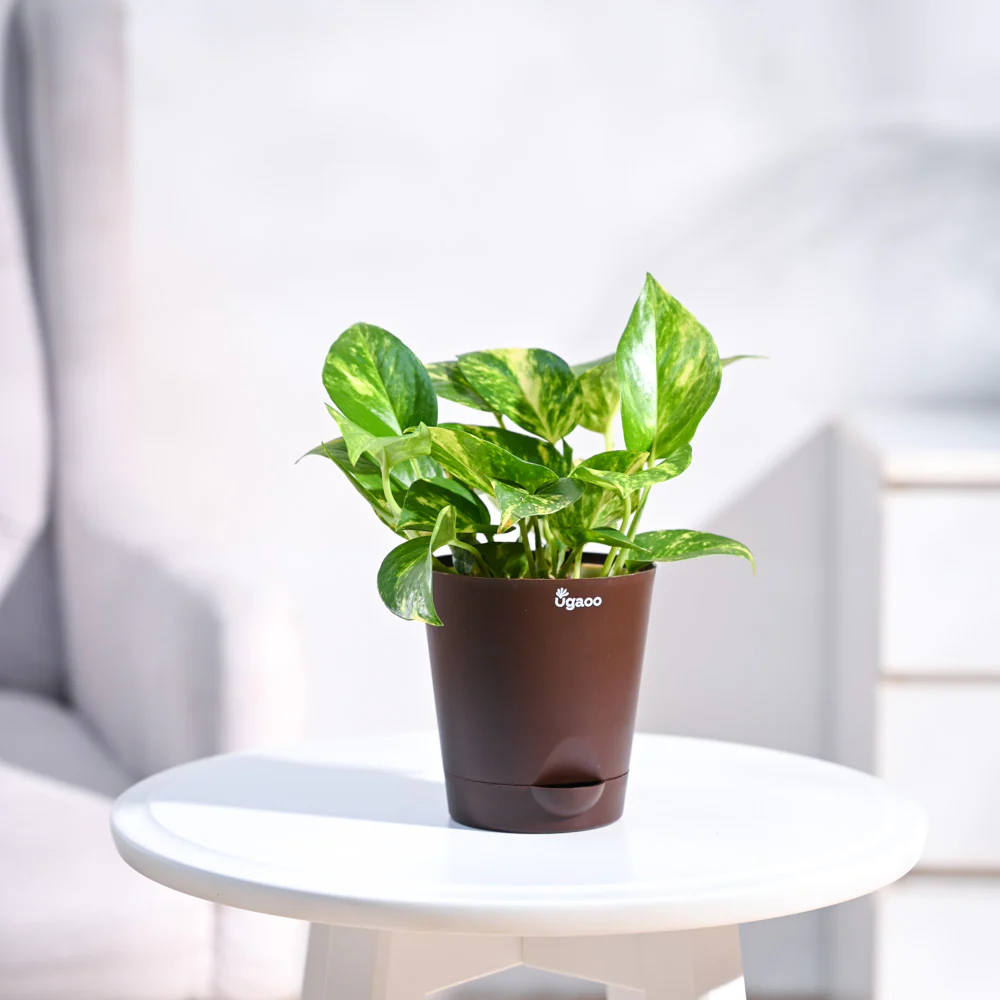 Money Plant Variegated - Image 28