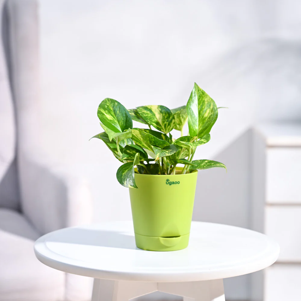 Money Plant Variegated - Image 38