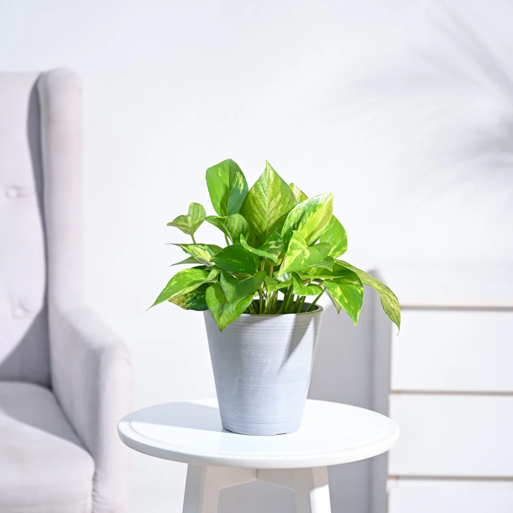 Money Plant Variegated - Image 4