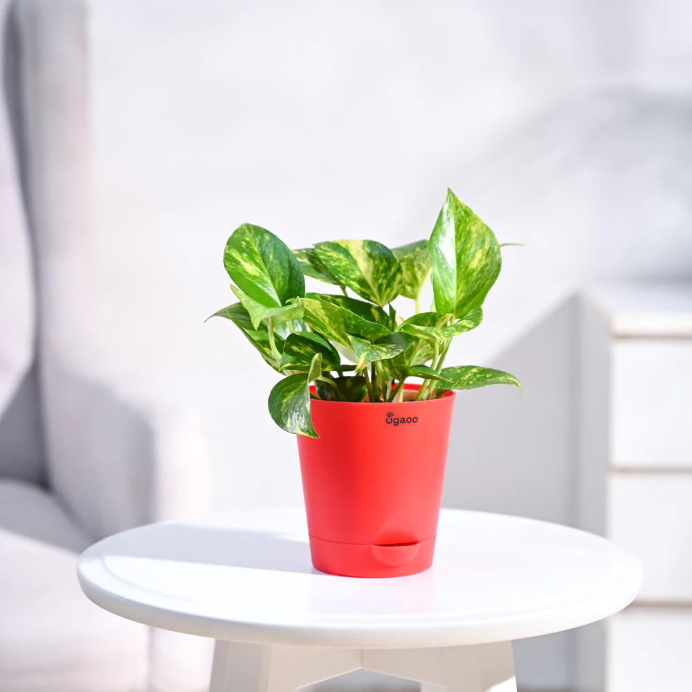 Money Plant Variegated - Image 41