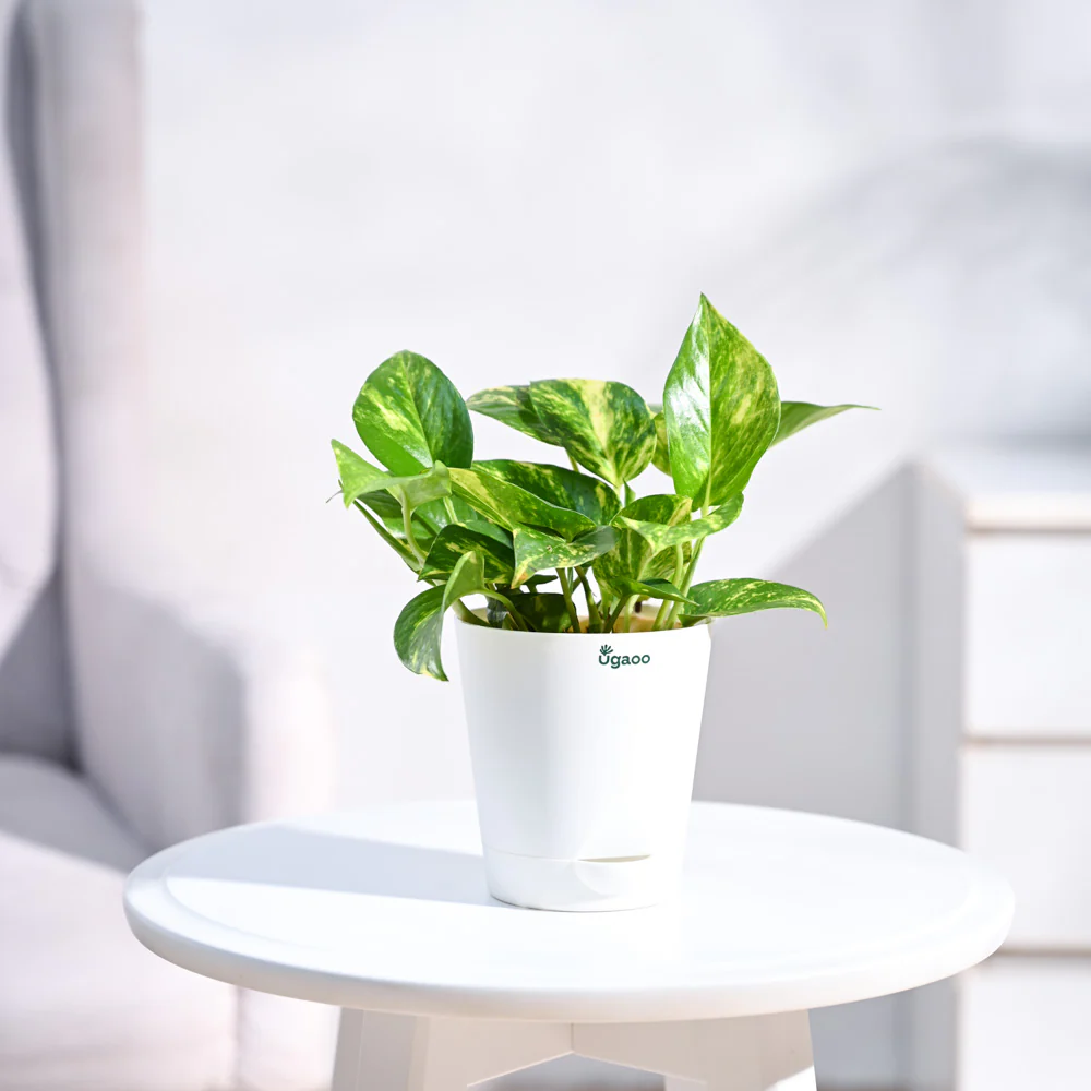 Money Plant Variegated - Image 45