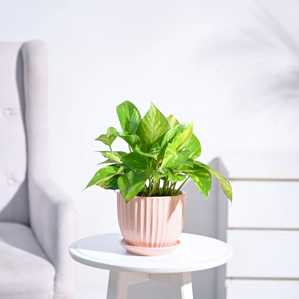 Money Plant Variegated - Image 5