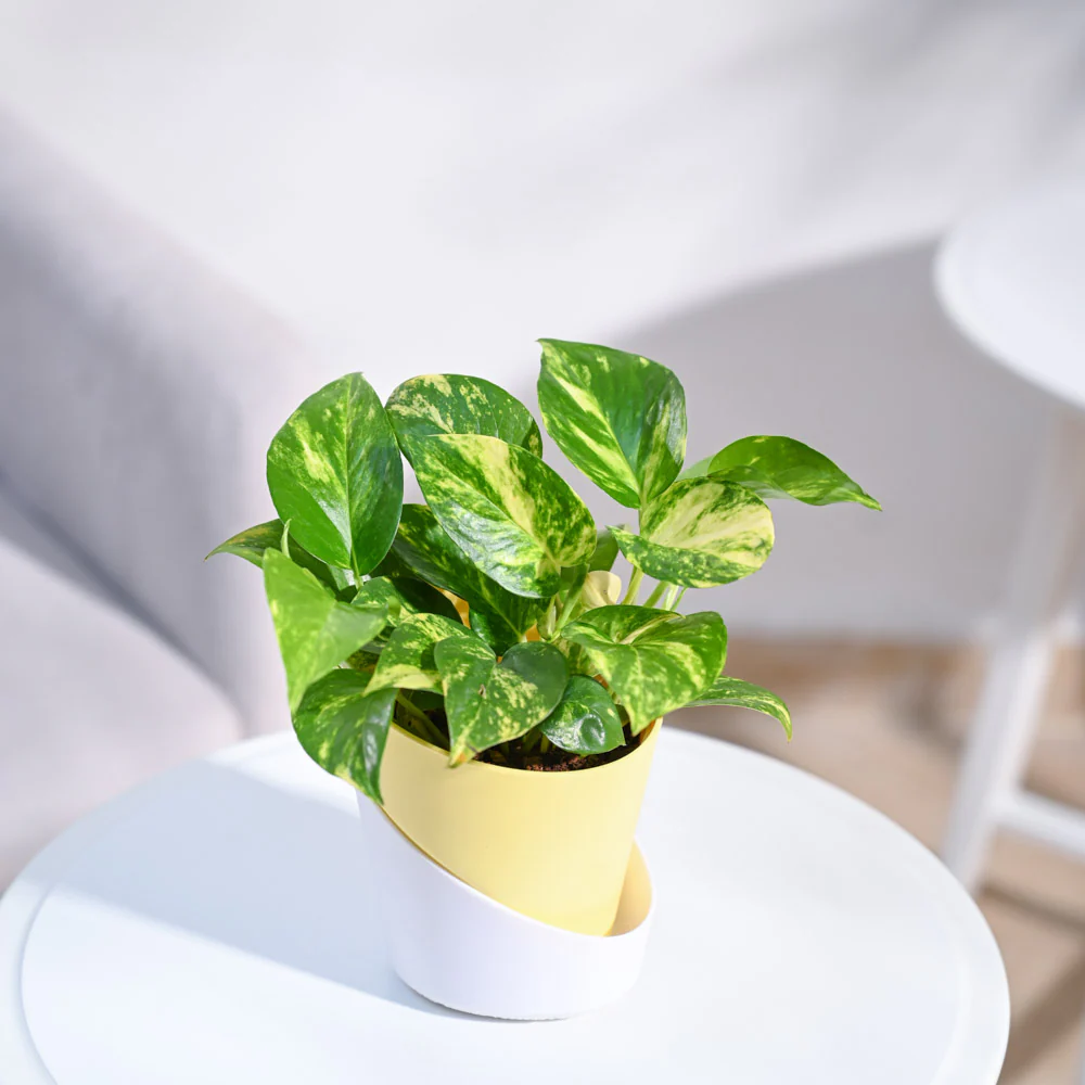 Money Plant Variegated - Image 50