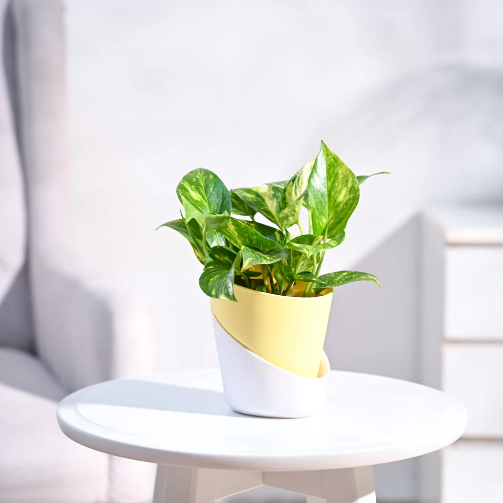 Money Plant Variegated - Image 6