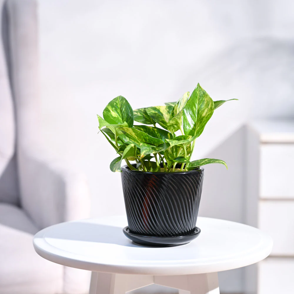Money Plant Variegated - Image 64
