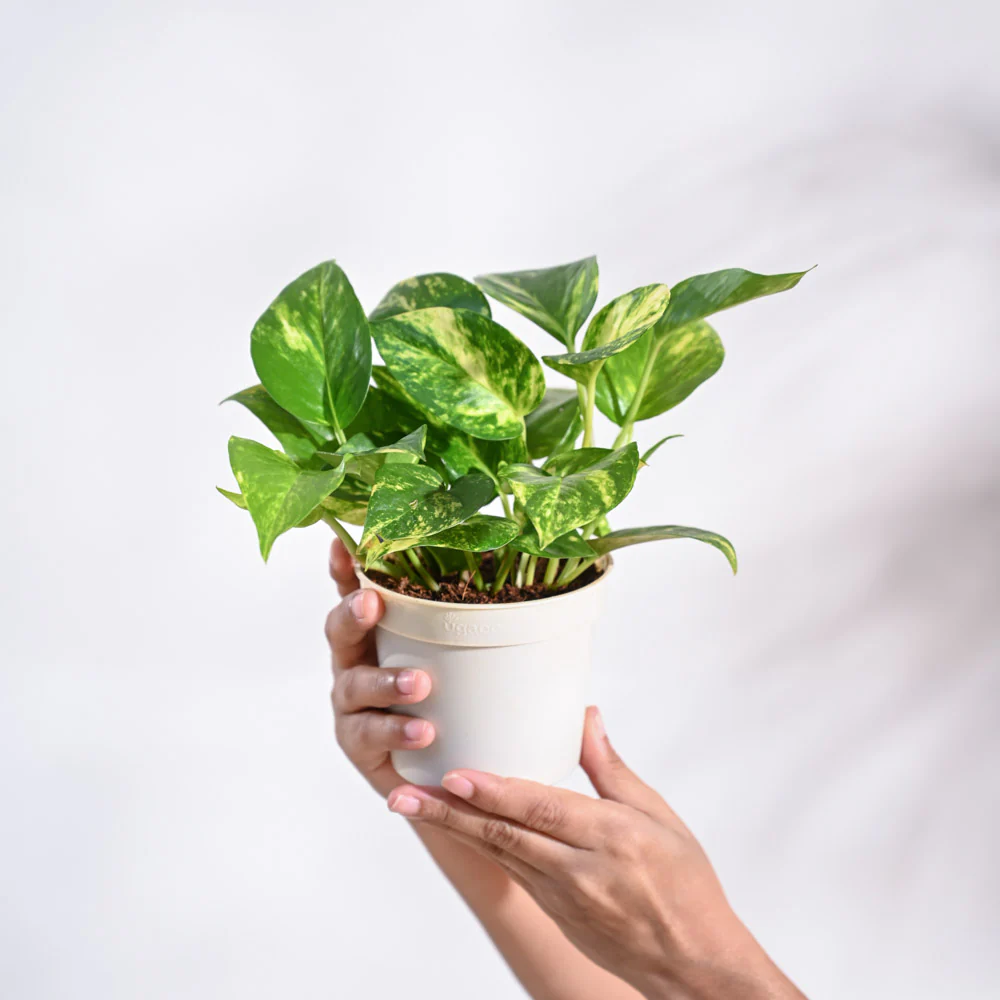 Money Plant Variegated - Image 67