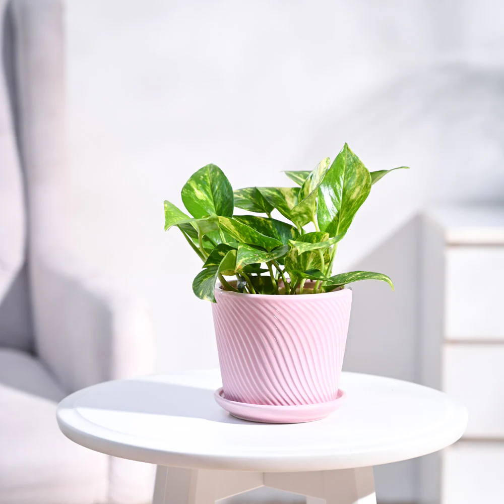 Money Plant Variegated - Image 68